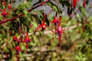 Abanico, Chile