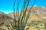Anza-Borrego CA