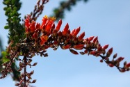 Anza-Borrego CA