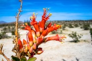 Anza-Borrego CA