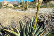 Anza-Borrego CA