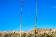 Anza-Borrego CA