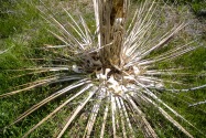 Anza-Borrego CA