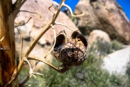 Anza-Borrego CA