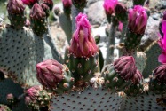 Anza-Borrego CA