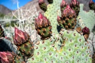Anza-Borrego CA