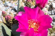 Anza-Borrego CA