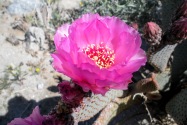 Anza-Borrego CA