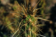 Anza-Borrego CA