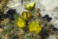Anza-Borrego CA