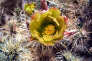 Anza-Borrego CA
