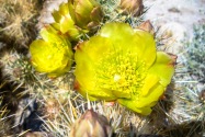 Anza-Borrego CA