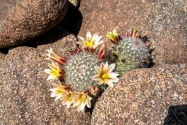 Anza-Borrego CA