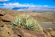 Anza-Borrego CA