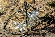 Anza-Borrego CA