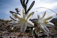 Anza-Borrego CA