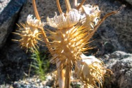 Anza-Borrego CA