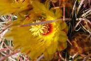 Anza-Borrego CA