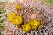 Anza-Borrego CA