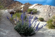 Anza-Borrego CA