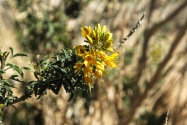 Anza-Borrego CA