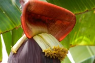 Banana, Chile