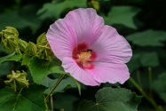 Bastiementos, Panama