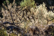Canyon of the Ancients NM CO
