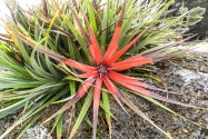 Chile