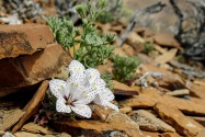 Death Valley CA