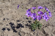 Death Valley CA