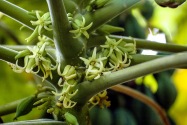 Papaya, Elqui Valley, Chile