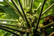 Papaya, Elqui Valley, Chile