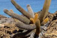 Galapagos Islands