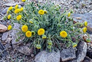Goldfield NV