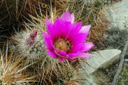Joshua Tree CA