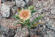Joshua Tree CA