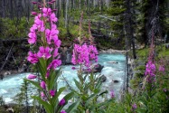Kootenay NP, AB Canada
