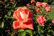 Portland OR