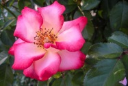 Portland OR