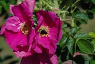 Portland OR