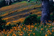 Redding CA