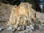 Florissant Fossil Beds NM