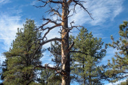 Florissant Fossil Beds NM, CO