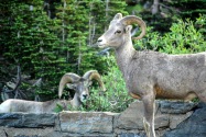 Glacier NP, MT