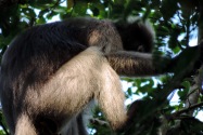43-khaosamroiyotnp