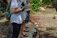 Island Life