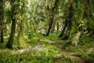 Island Life