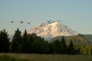 Mt. Rainier NP & Mount St. Helens NVM, WA