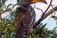 Hornbill Namibia